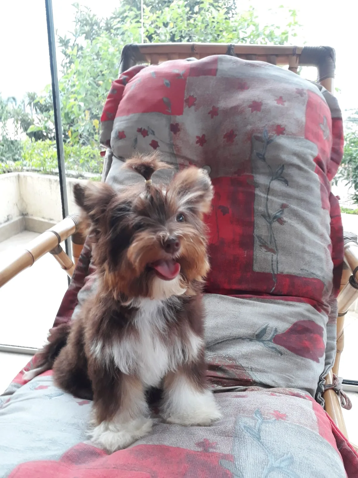 Biewer Terrier chocolate sentado em uma cadeira