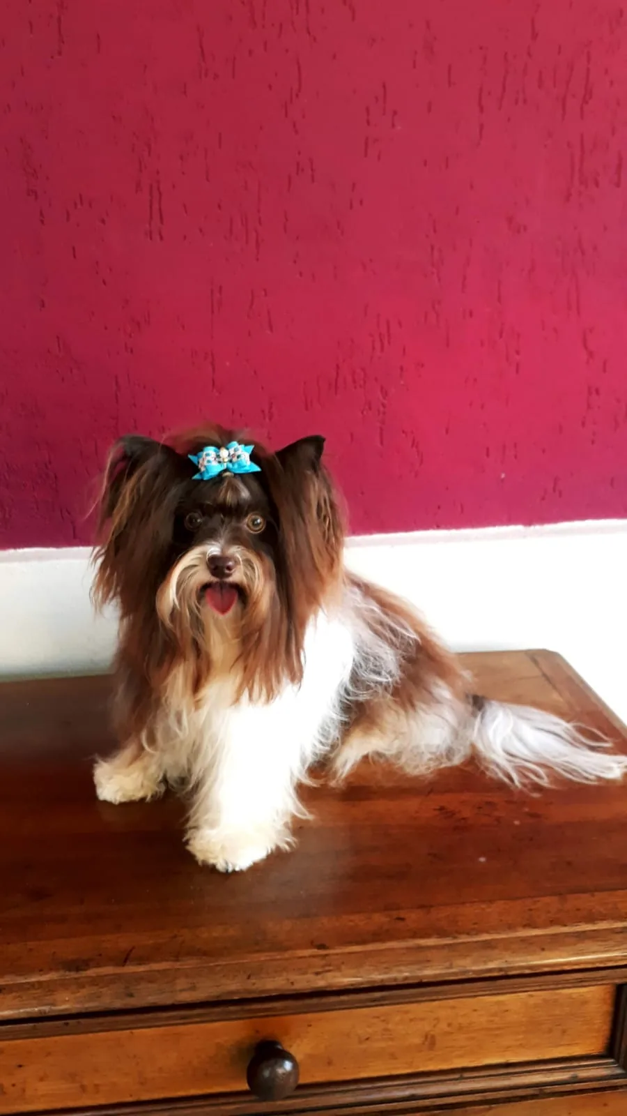 Biewer Terrier com laço azul no Canil Monte Belo
