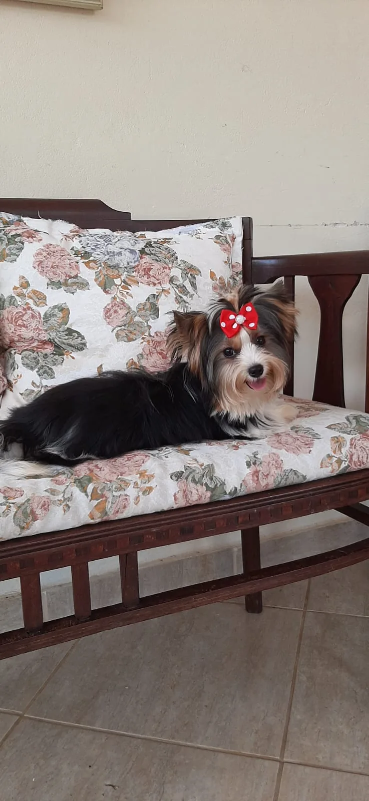 Biewer Terrier com laço vermelho